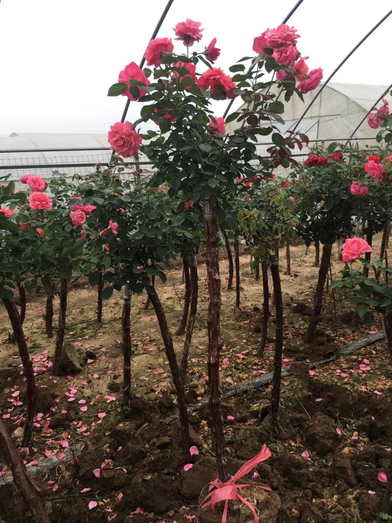 树桩月季，嫁接树桩月季花大花月季四季开花基地直销