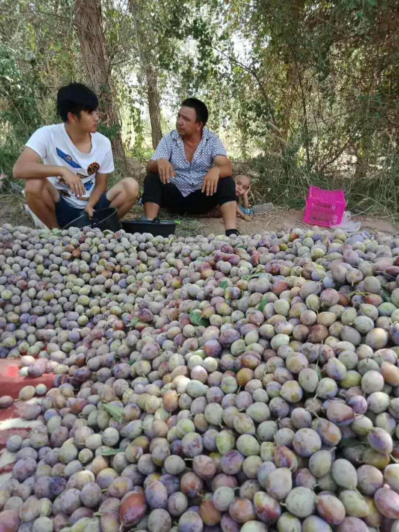 法兰西梅苗