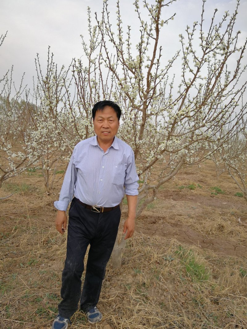 法兰西梅苗