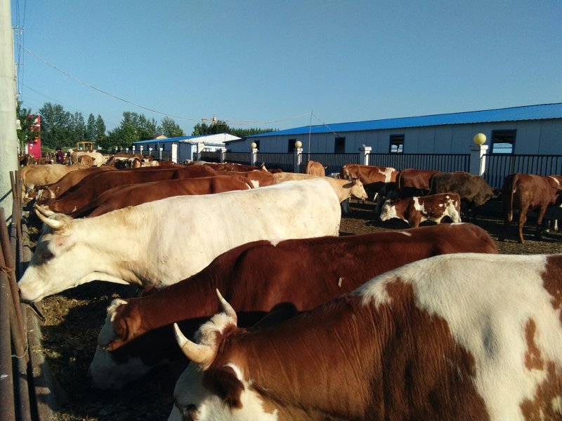 本场常年出售各种改良肉牛犊，免费送货，货到付款。
