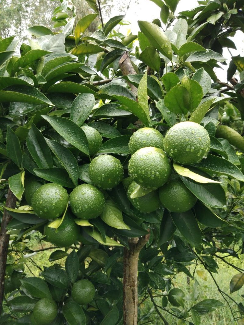 红江橙，青果