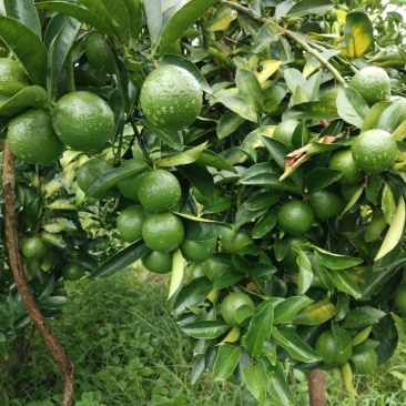 红江橙，青果