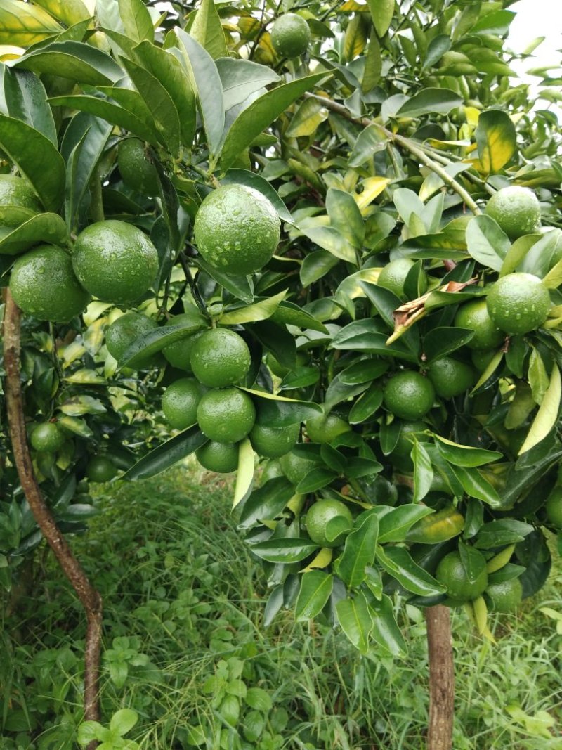 红江橙，青果
