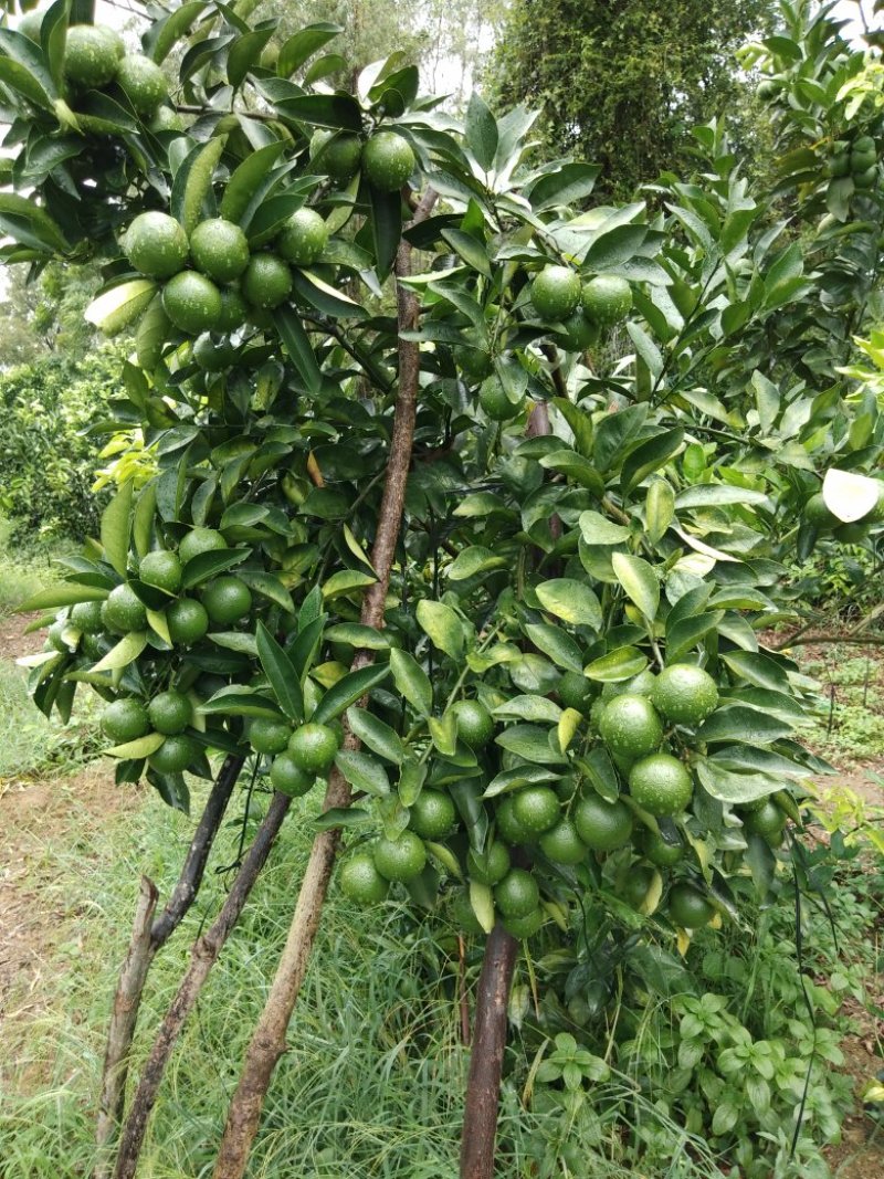 红江橙，青果