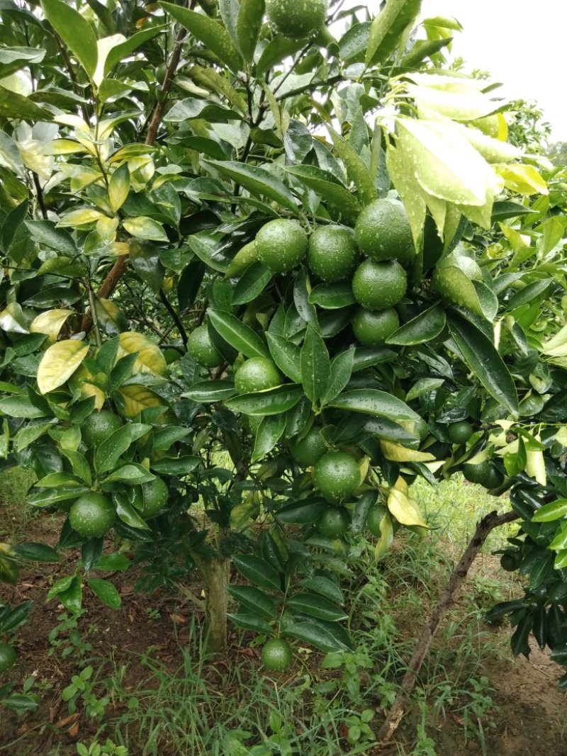 红江橙，青果