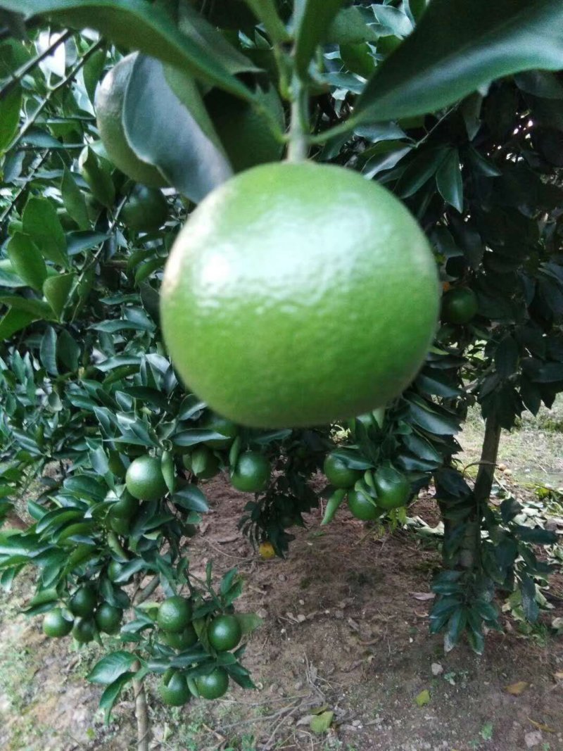 红江橙，青果