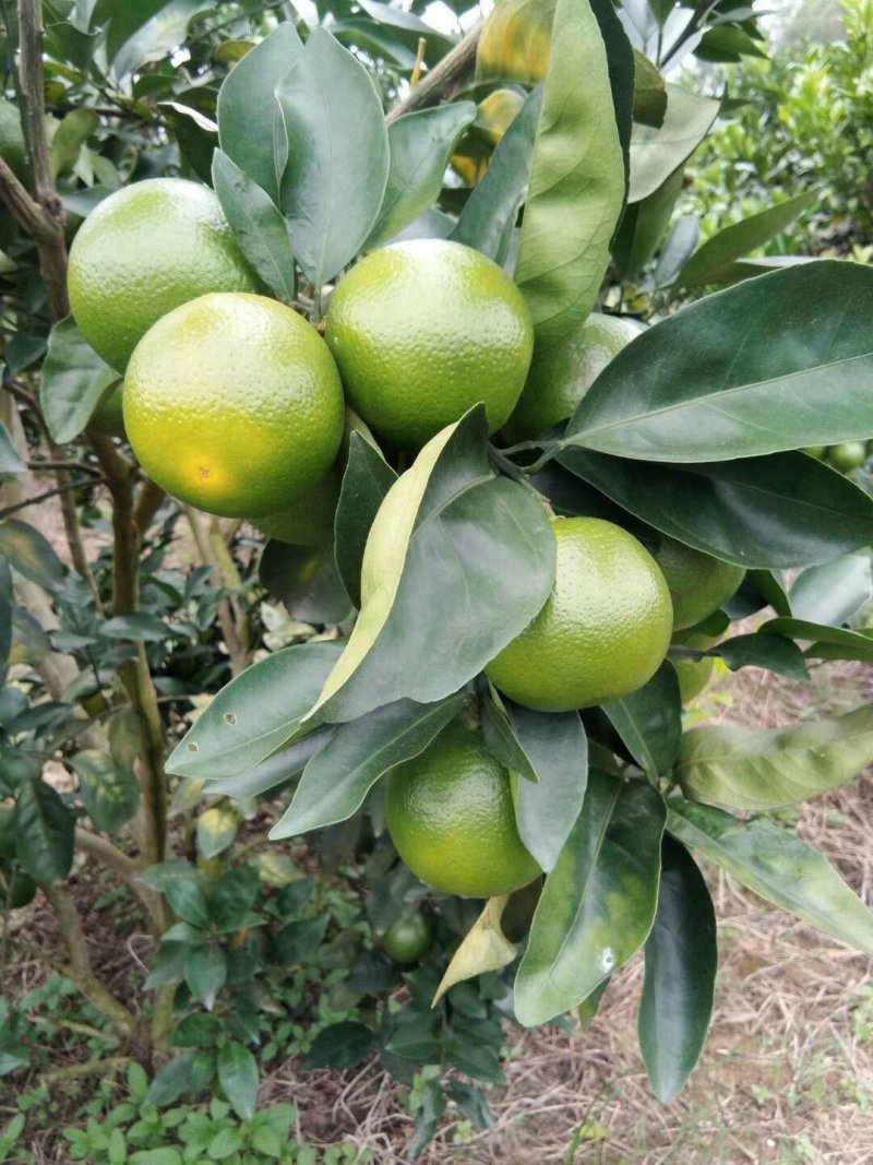 红江橙，青果