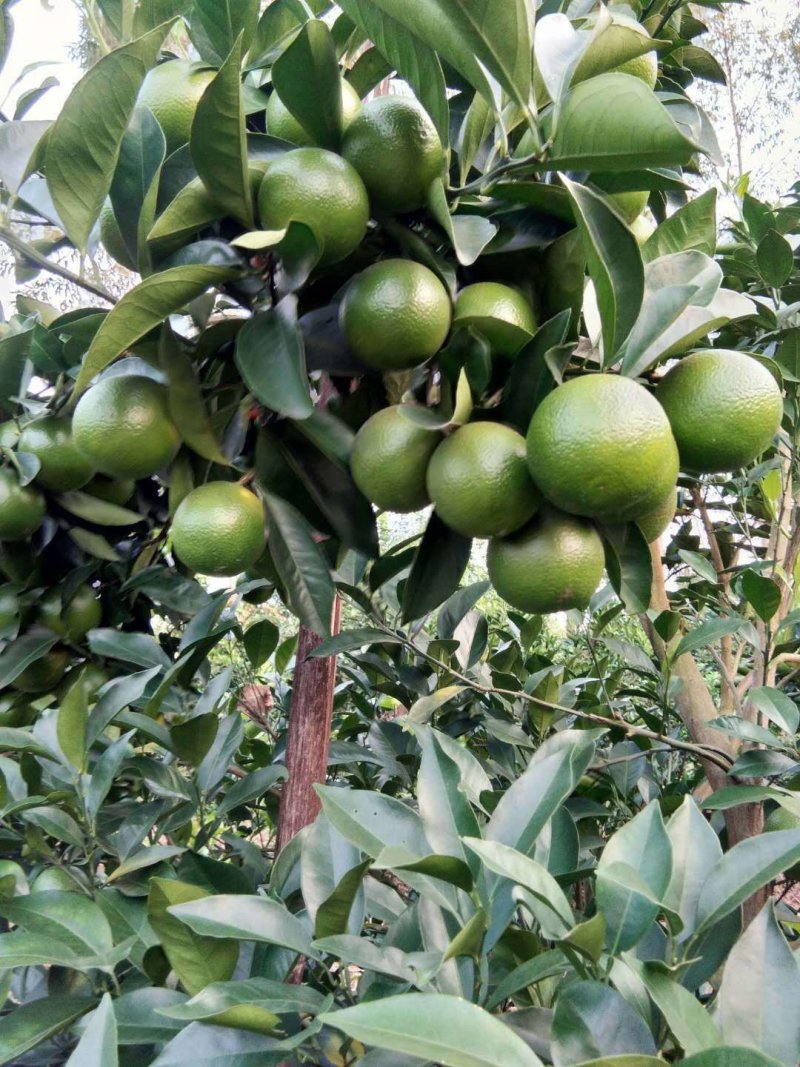 红江橙，青果