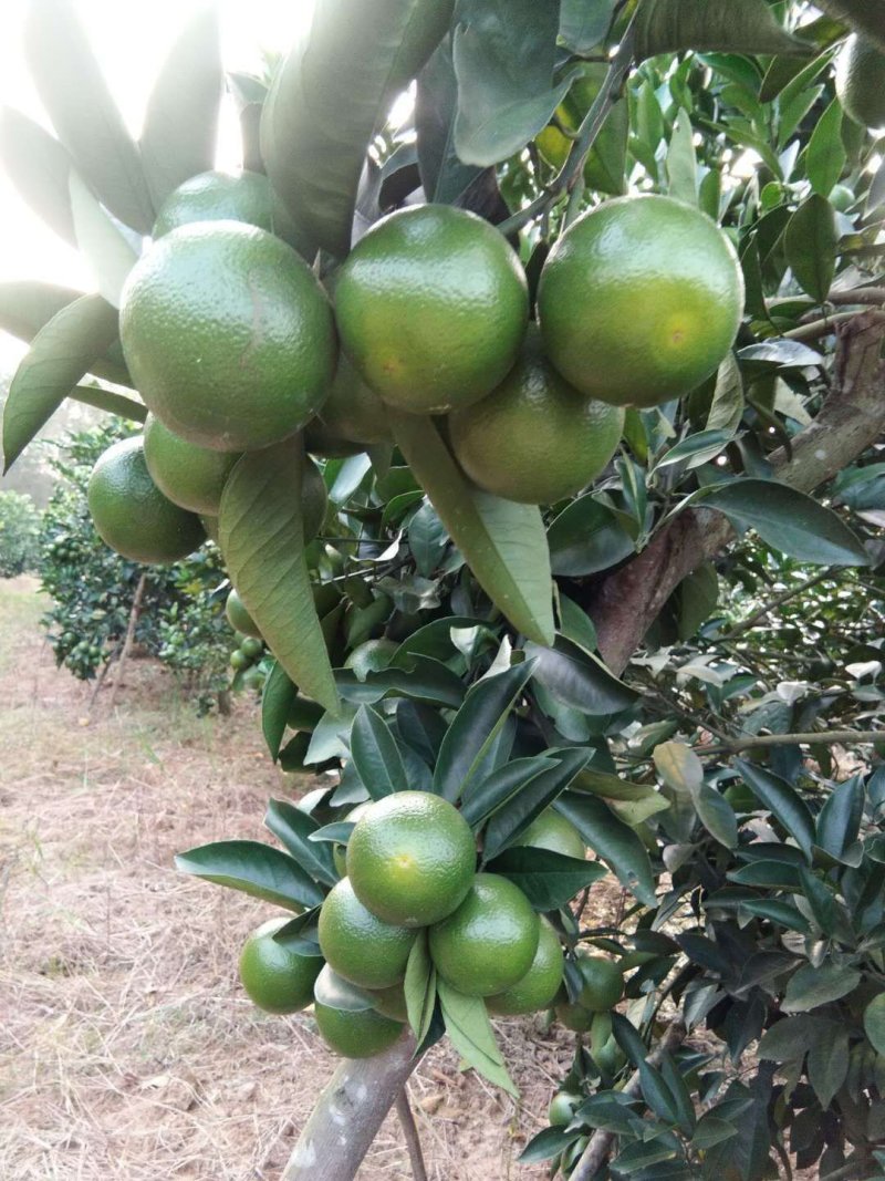 红江橙，青果