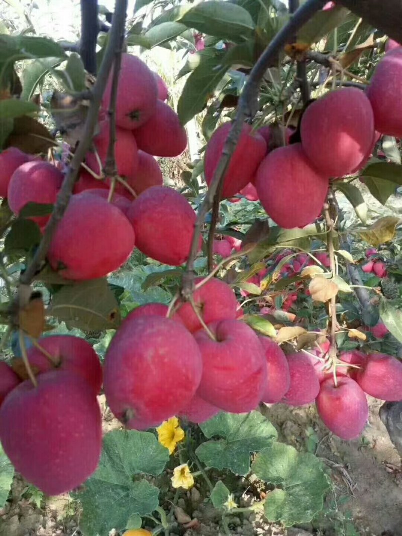 矮化苹果苗m26中间砧m9t337自根砧结果早产量高