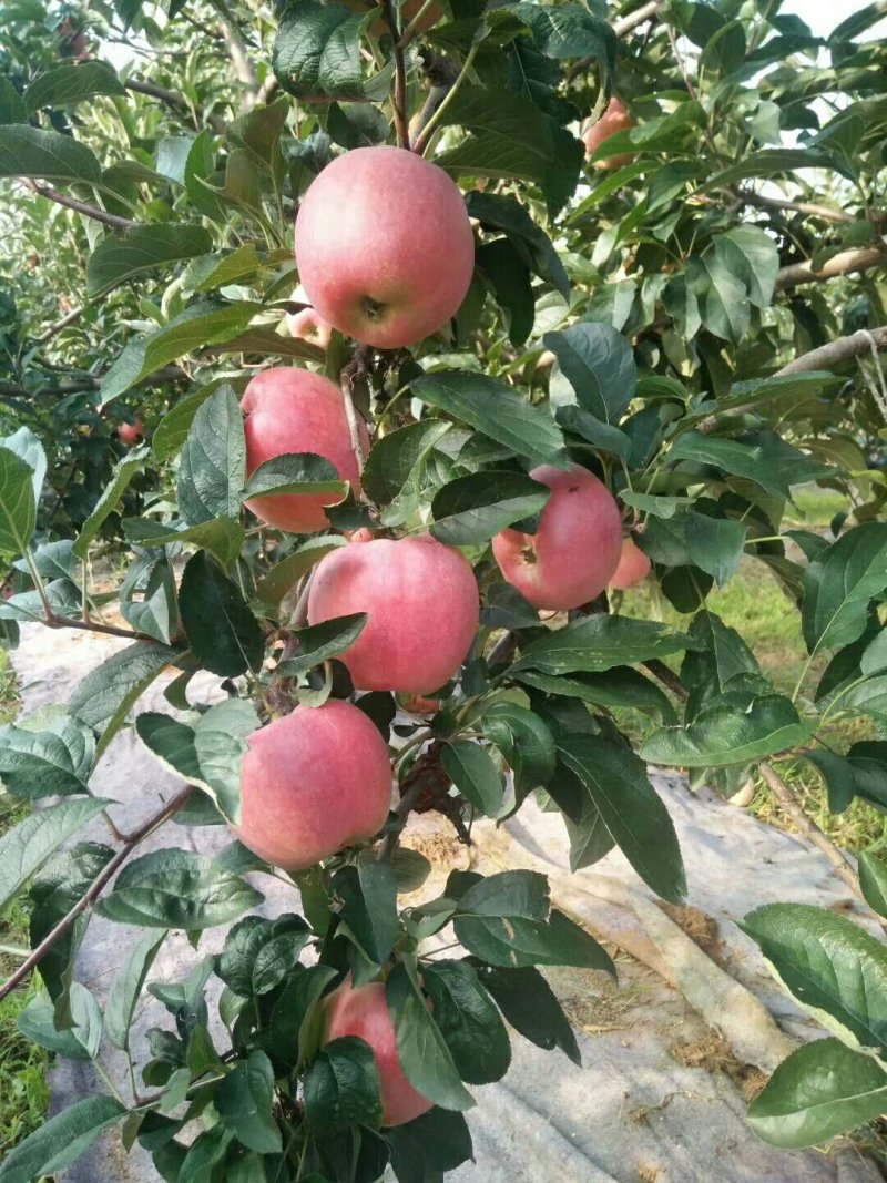 矮化苹果苗m26中间砧m9t337自根砧结果早产量高