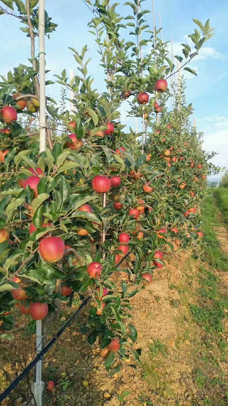 矮化苹果苗m26中间砧m9t337自根砧结果早产量高