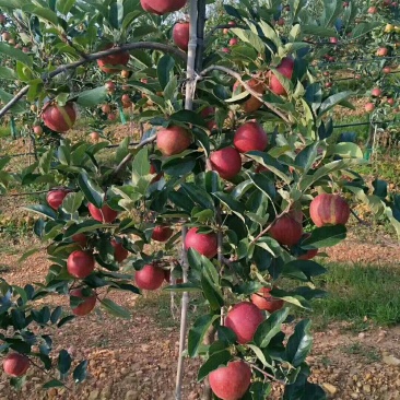 矮化苹果苗m26中间砧m9t337自根砧结果早产量高