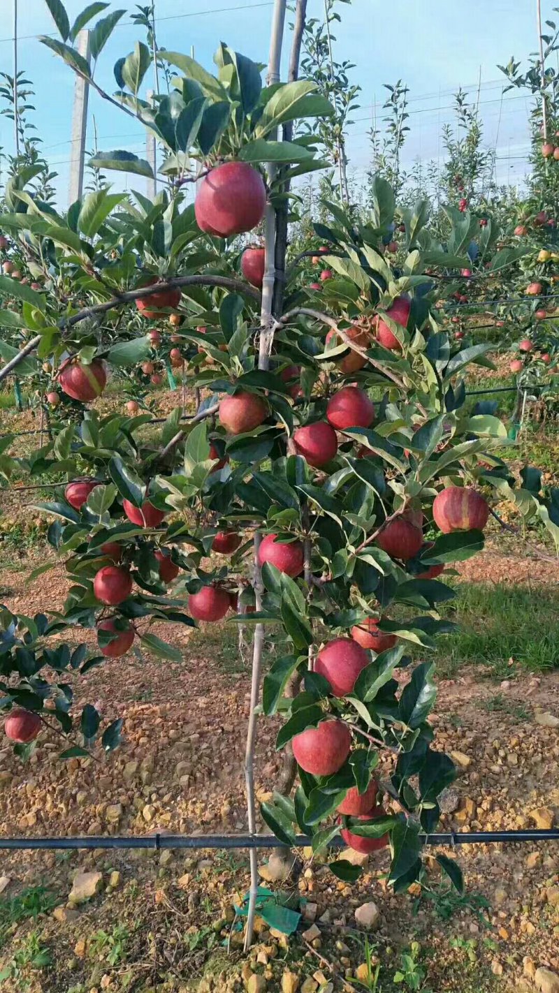 矮化苹果苗m26中间砧m9t337自根砧结果早产量高