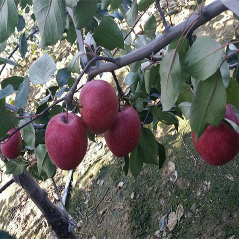 矮化苹果苗m26中间砧m9t337自根砧结果早产量高