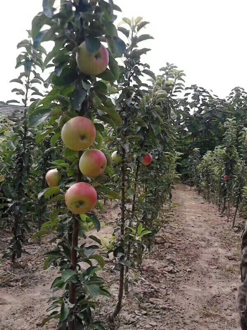 矮化苹果苗m26中间砧m9t337自根砧结果早产量高