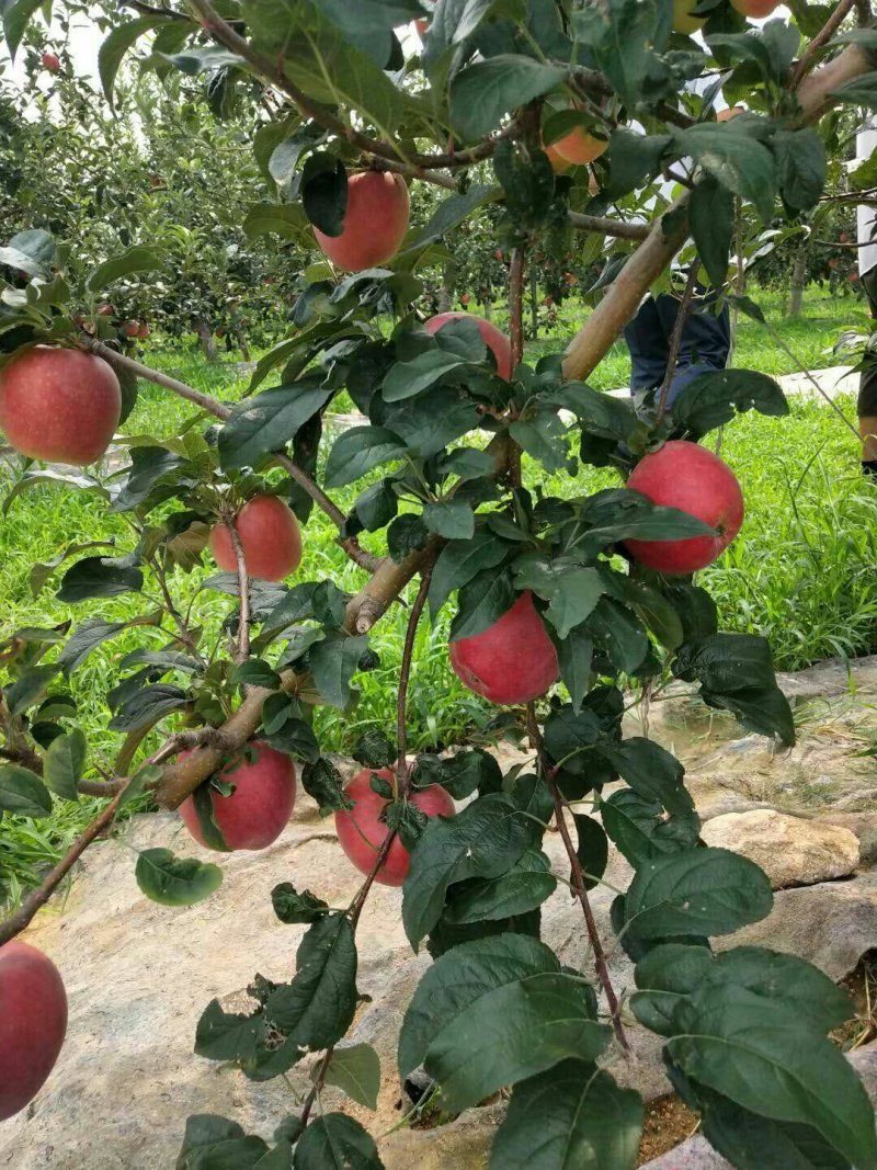 矮化苹果苗m26中间砧m9t337自根砧结果早产量高