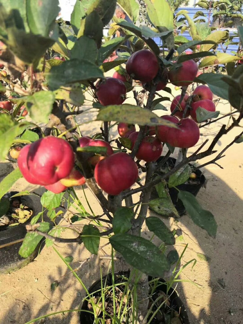矮化苹果苗m26中间砧m9t337自根砧结果早产量高