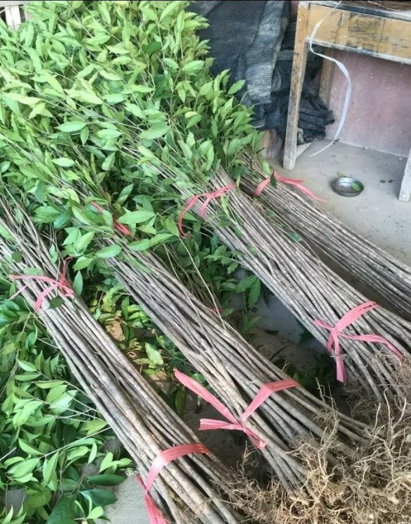 桂花八月金桂花树苗，丹桂花苗，四季桂月月桂包邮