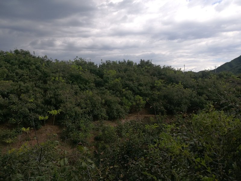 山地出租