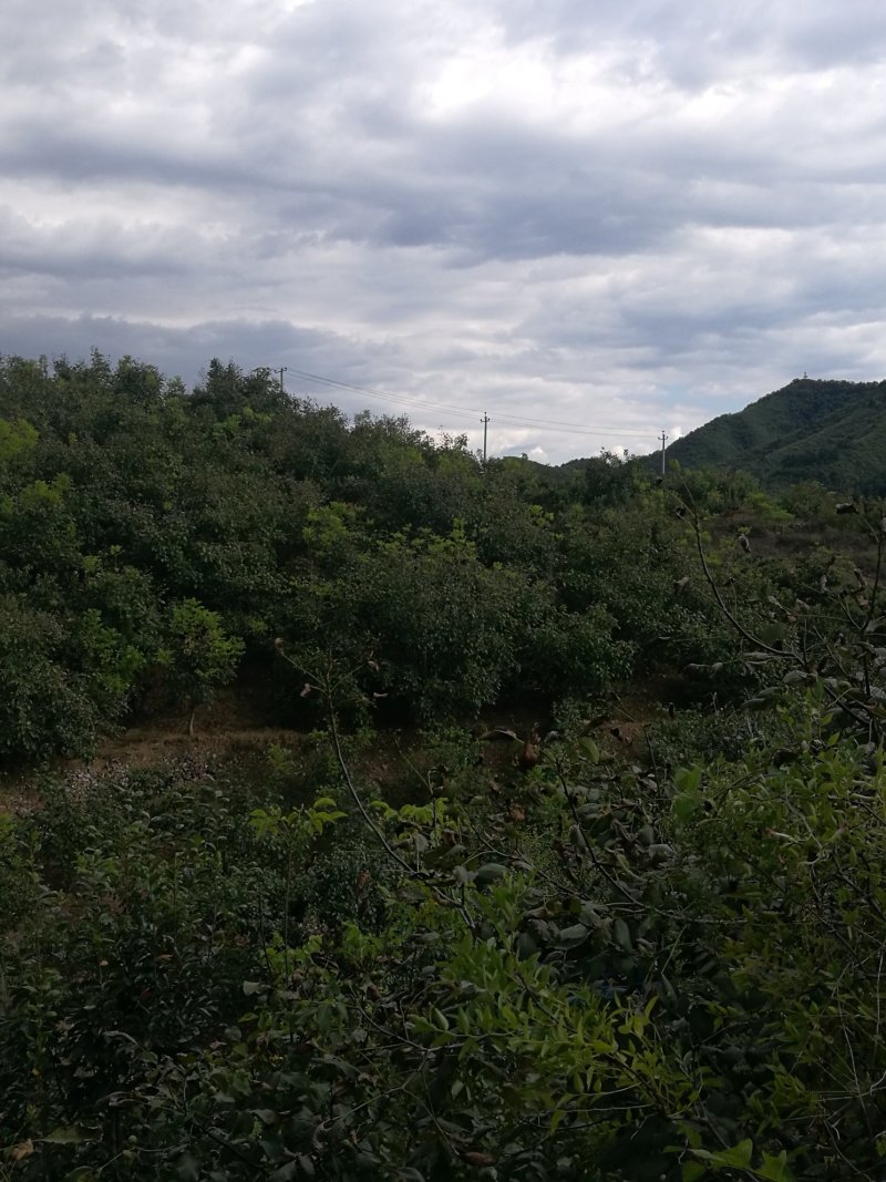山地出租