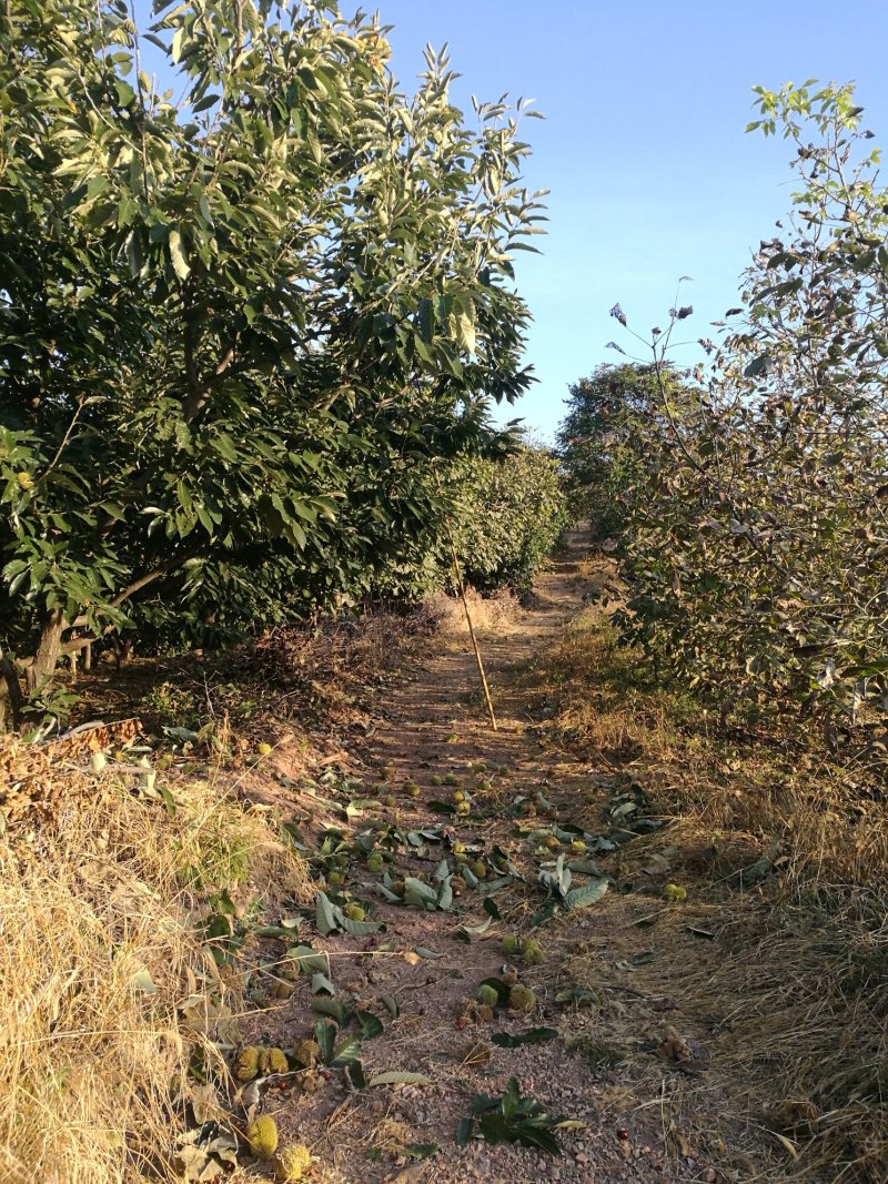 山地出租