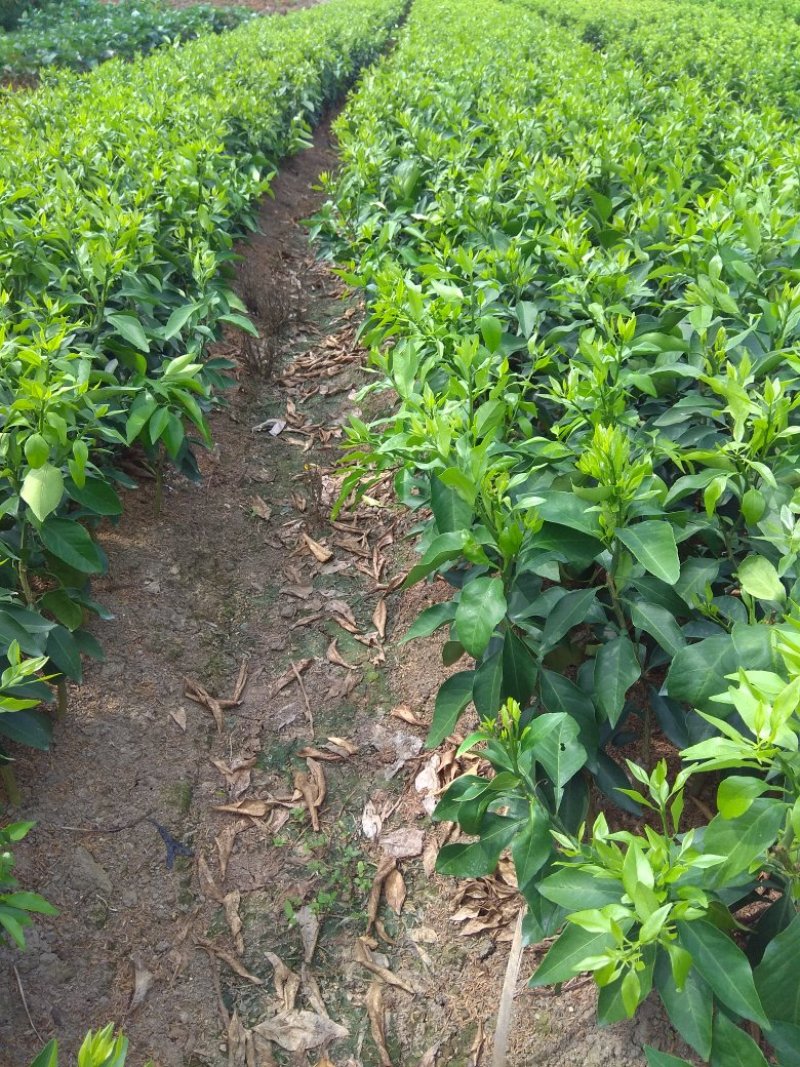 爱媛（红美人），包正宗假一赔十，提供免费种植技术