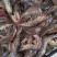 大号烤虾虾干