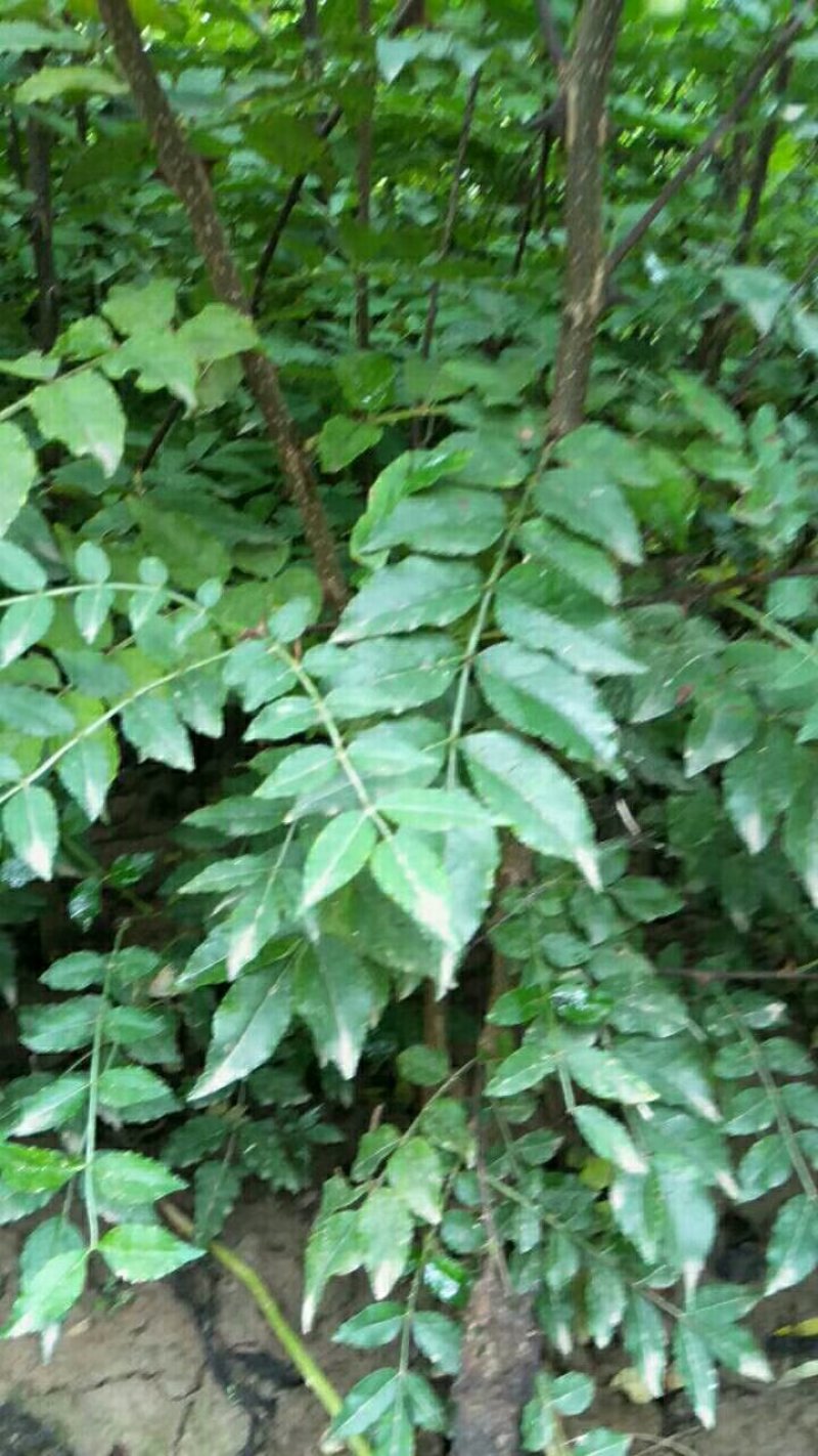 精品大红炮花椒苗，一手货源基地直发质量保障可视频看货