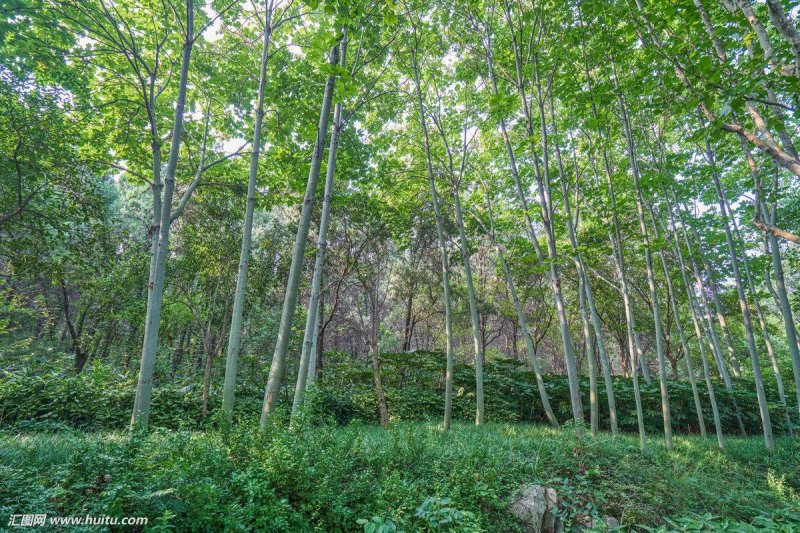 青桐10-12公分粗3.5～4米高基地直销
