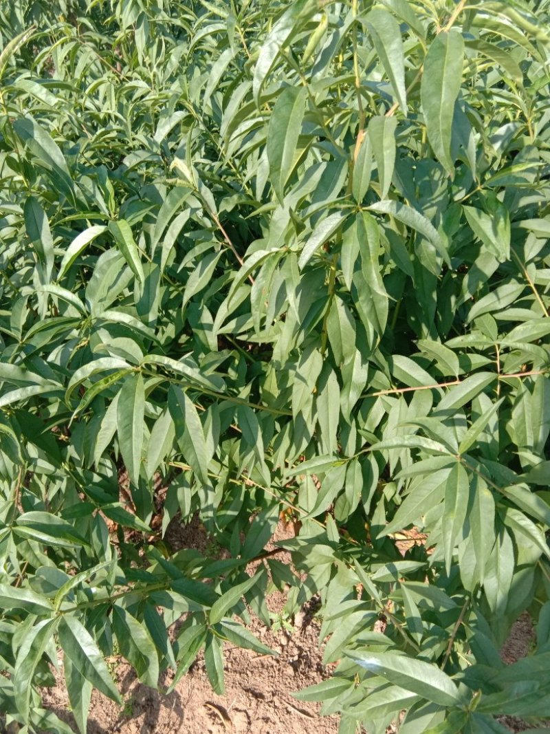 沂蒙霜红桃苗，优质桃子品种