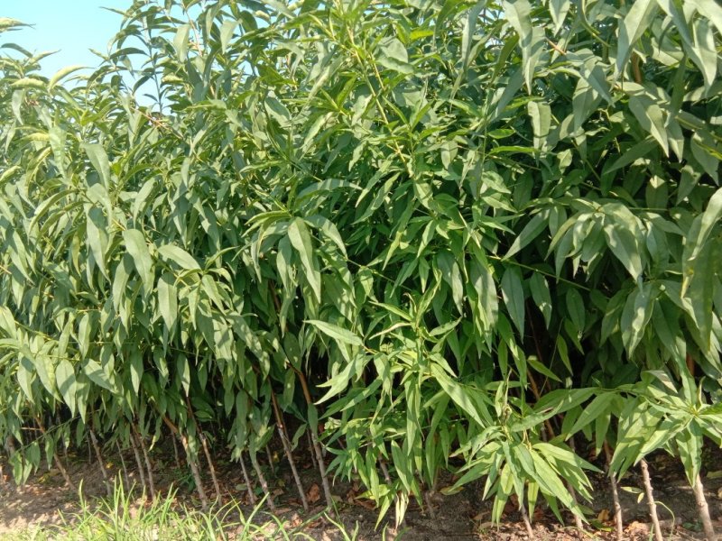 沂蒙霜红桃苗，优质桃子品种