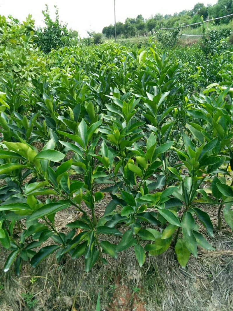 丑柑苗（不知火）一年嫁接苗20公分左右起苗提供技指导。