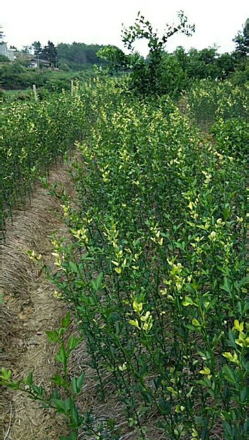 丑柑苗（不知火）一年嫁接苗20公分左右起苗提供技指导。