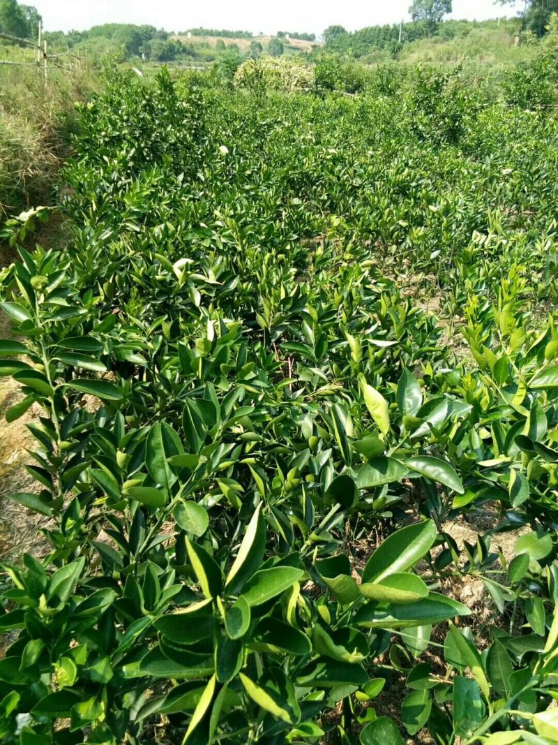 丑柑苗（不知火）一年嫁接苗20公分左右起苗提供技指导。