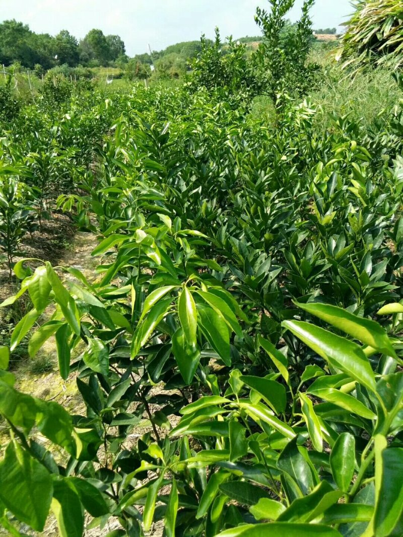 丑柑苗（不知火）一年嫁接苗20公分左右起苗提供技指导。