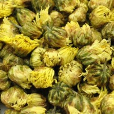 胎菊，娃娃菊