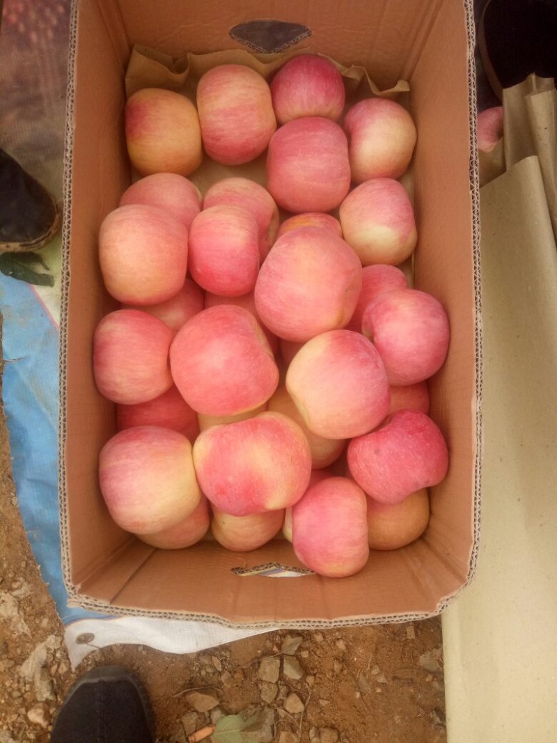卢龙县精品寒富大量上市，山坡地，个头均匀，颜色漂亮
