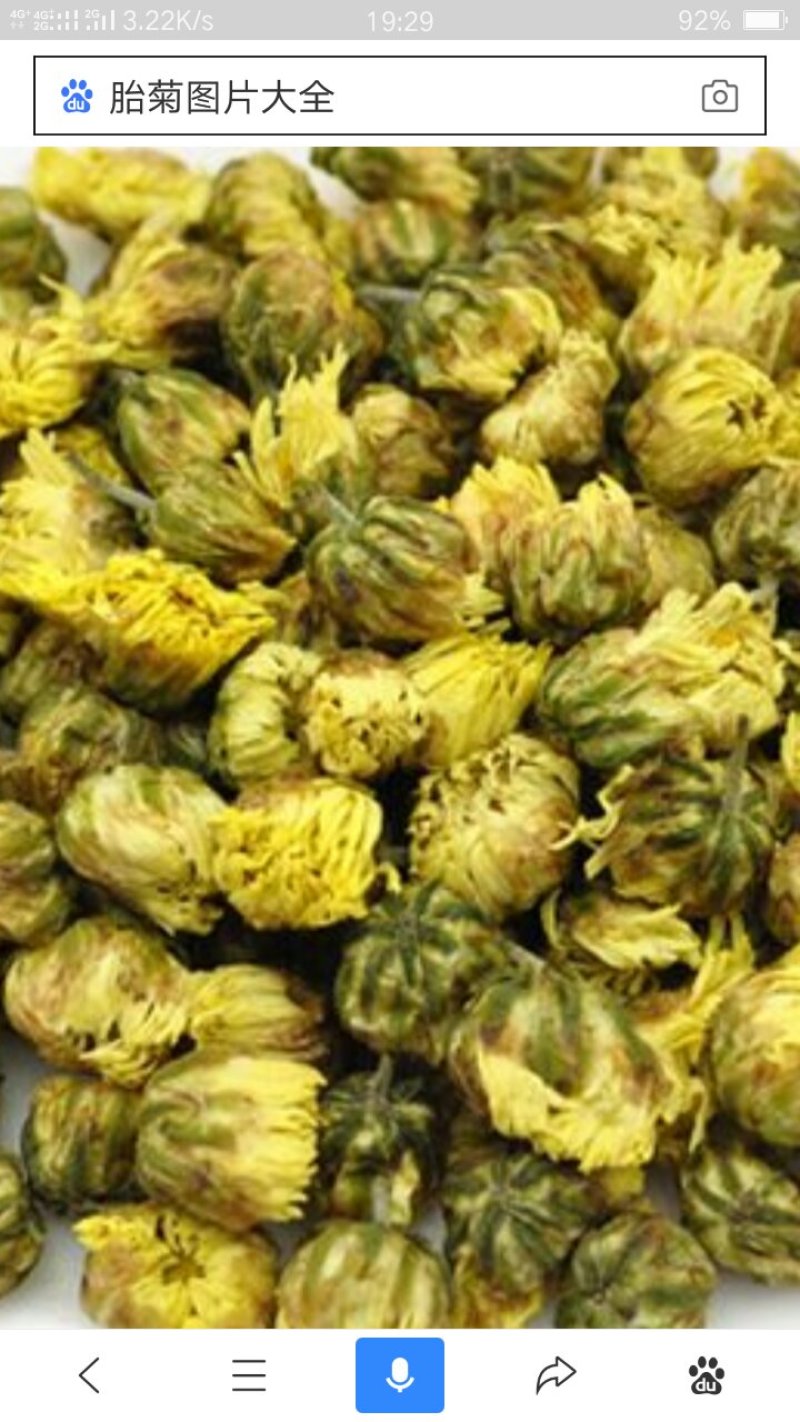 菊花，胎菊，娃娃菊