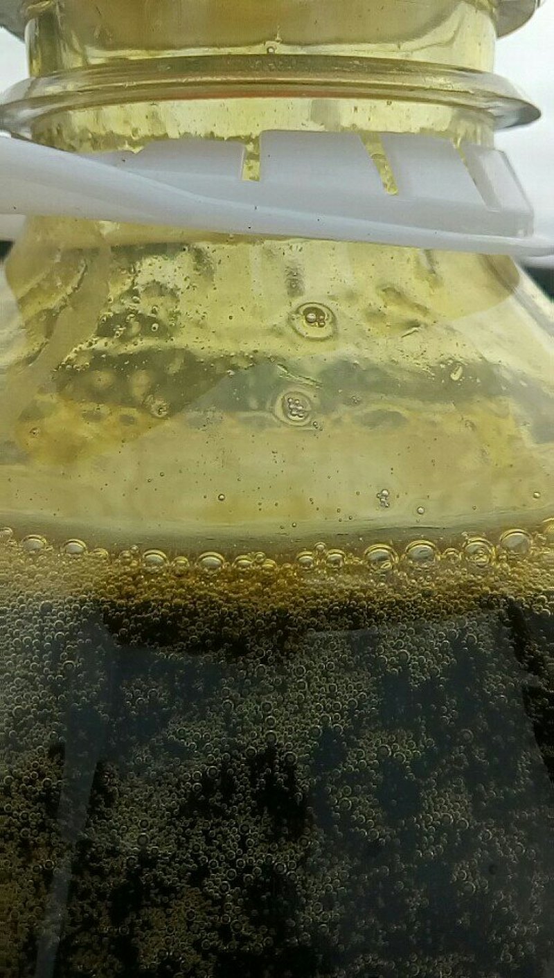 油菜籽