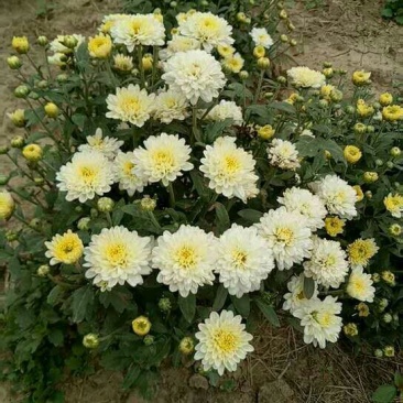 菊花，胎菊