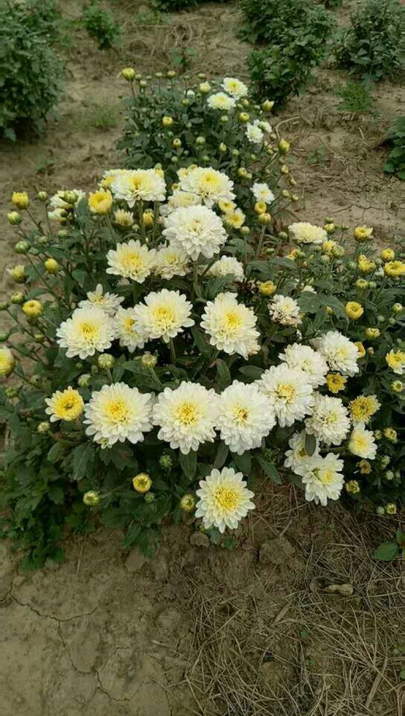 菊花，胎菊