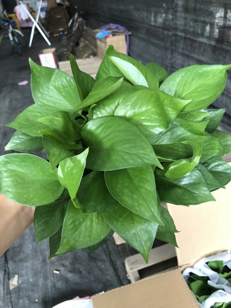 绿萝