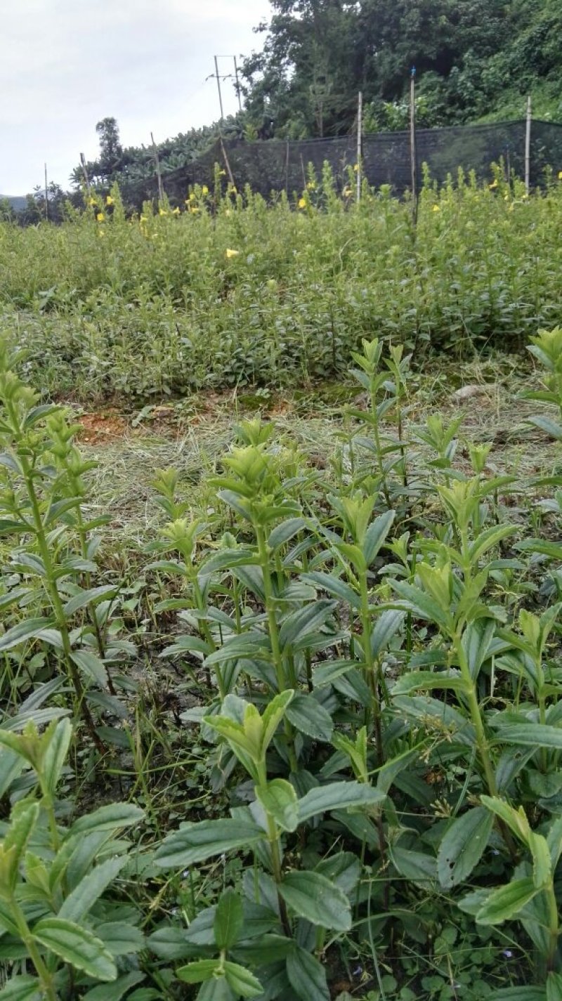 野蚕豆种苗