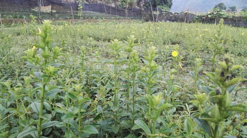 野蚕豆种苗