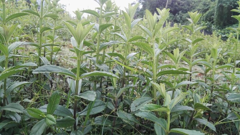 野蚕豆种苗