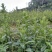 野蚕豆种苗