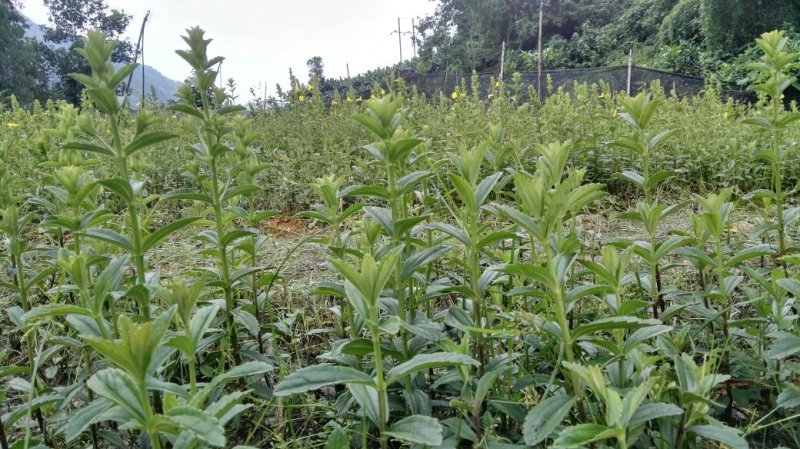 野蚕豆种苗