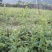 野蚕豆种苗