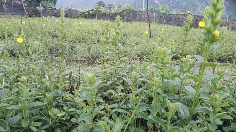 野蚕豆种苗